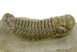 Detailed Crotalocephalina Trilobite - Atchana, Morocco #359538-3